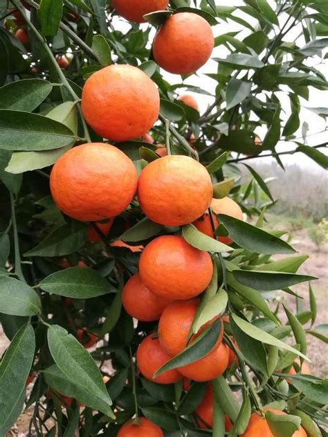 橘子樹好種嗎